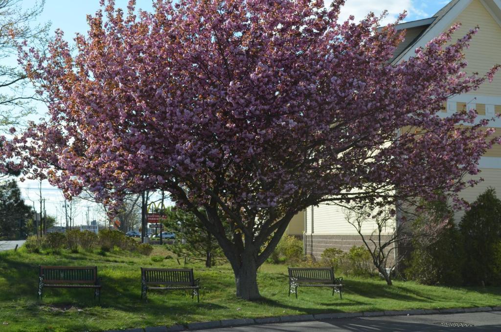 Hyannis Host Inn Экстерьер фото